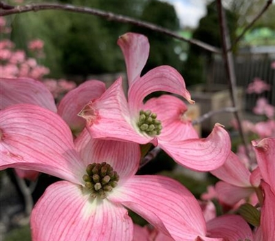 Cornus florida f. rubra