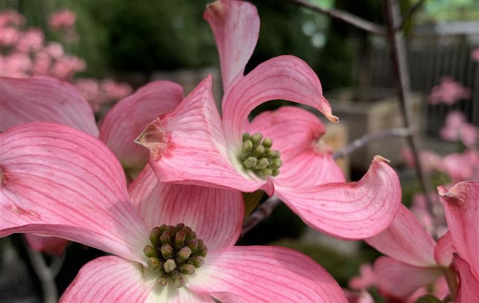 Cornus florida f. rubra