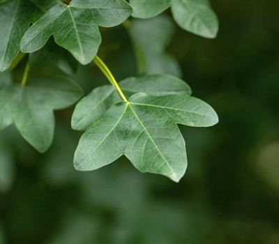 Acer monspessulanum