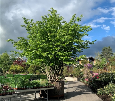 Parrotia persica Nr. 329