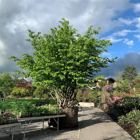 Parrotia persica Nr. 329