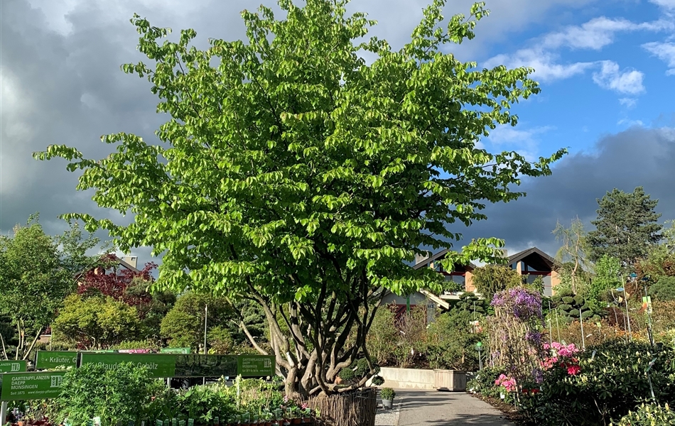 Parrotia persica Nr. 329