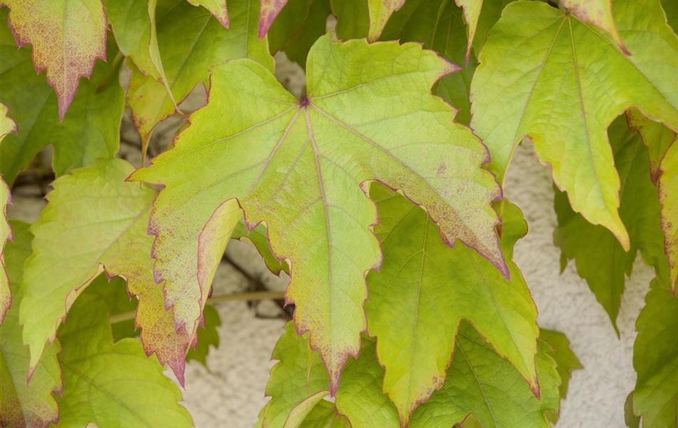 Parthenocissus tricuspidata 'Veitchii'