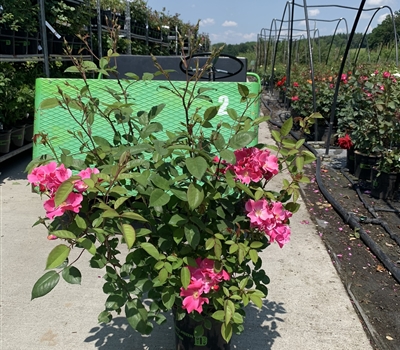 Rosa (Floribundarose) 'Betty Prior'