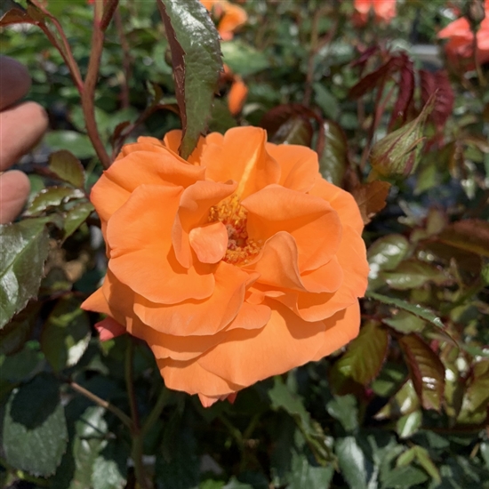 Rosa (Floribundarose) 'New Year'