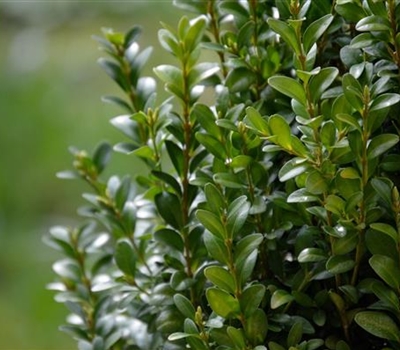 Buxus sempervirens