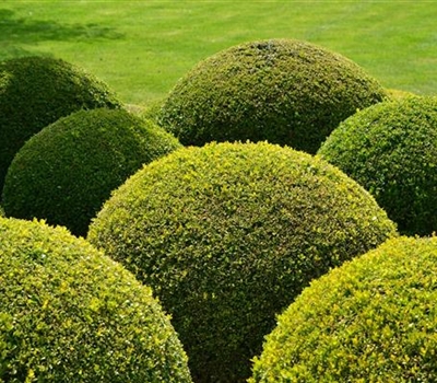 Buxus sempervirens kugelförmig