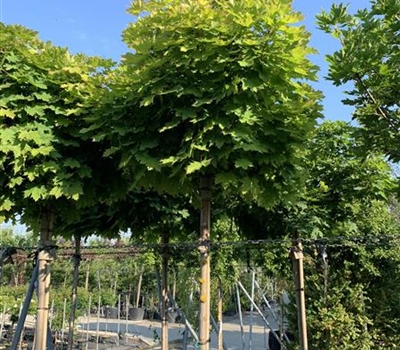 Acer campestre 'Nanum'