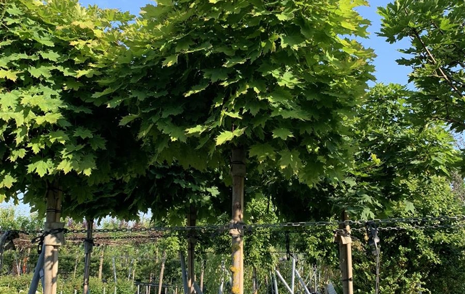 Acer campestre 'Nanum'