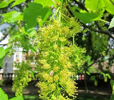 Acer pseudoplatanus