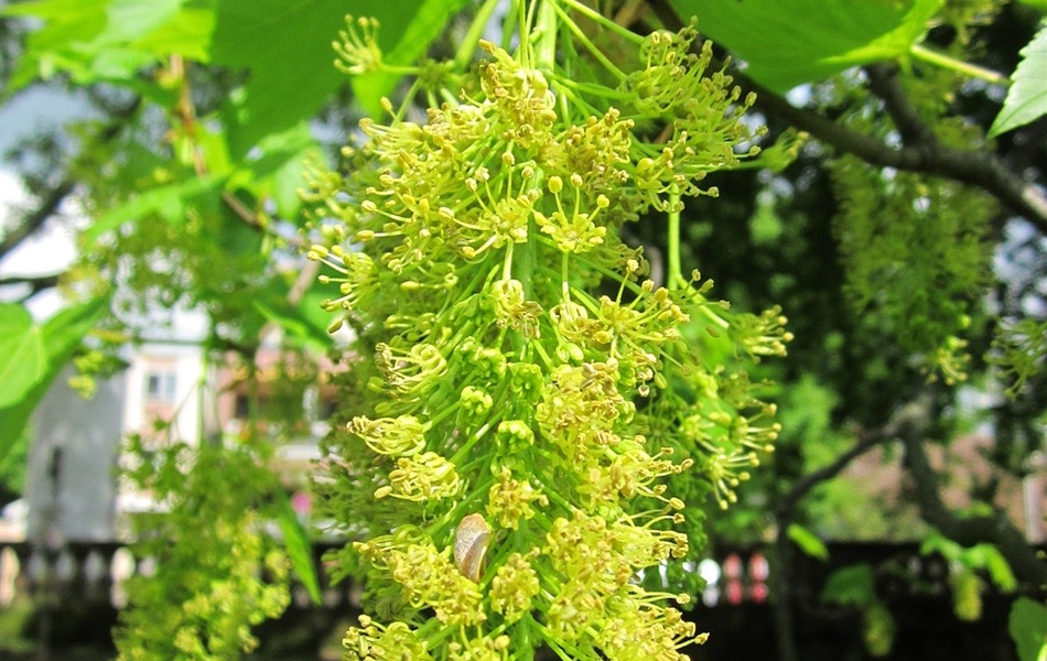 Acer pseudoplatanus