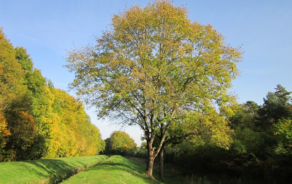 Fraxinus excelsior