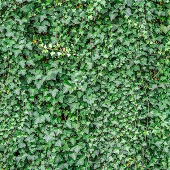 Hedera helix