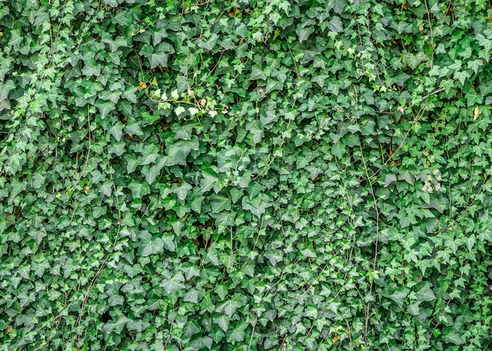 Hedera helix