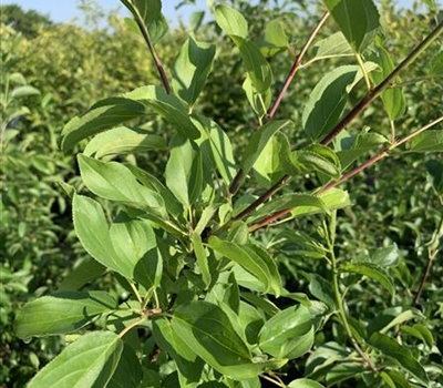 Rhamnus cathartica