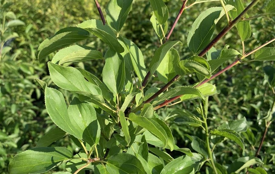 Rhamnus cathartica