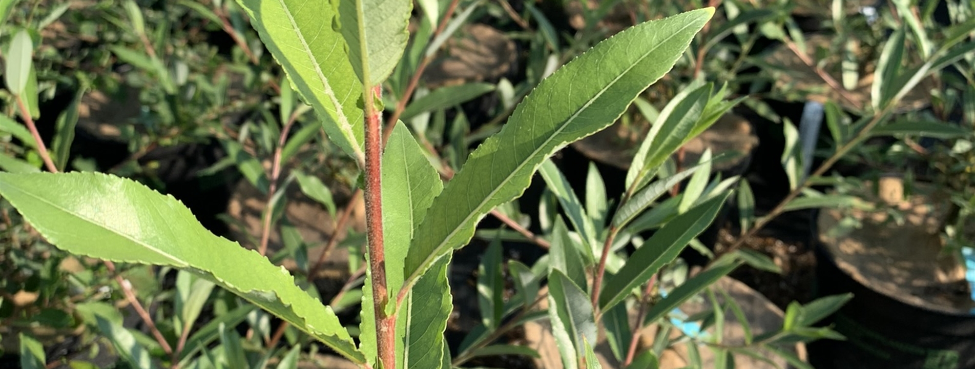 Salix daphnoides