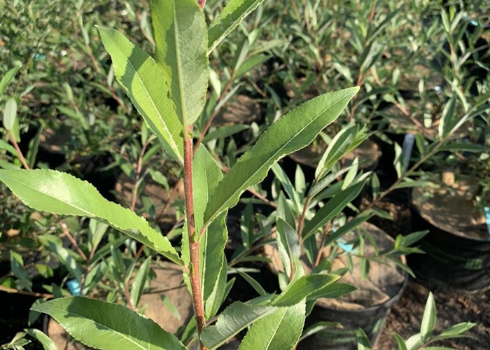 Salix daphnoides