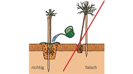 Stammrosen mit nackten Wurzeln.jpg