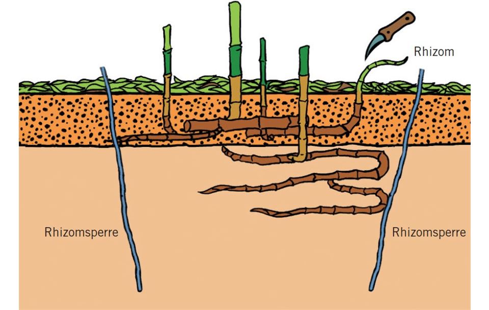 Bambus Rhizomsperre.jpg