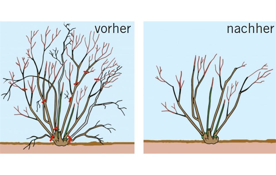 Heidelbeeren und Preiselbeeren_.jpg