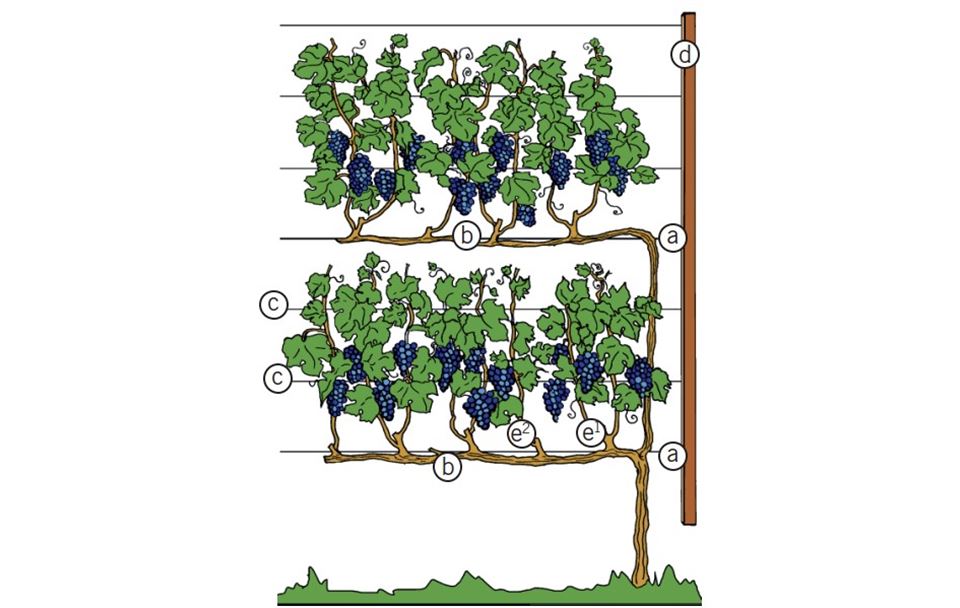 Weinreben_1.jpg