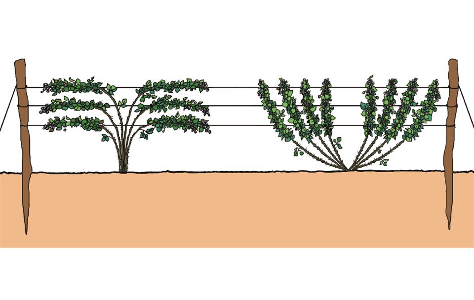 Brombeere-02.tif