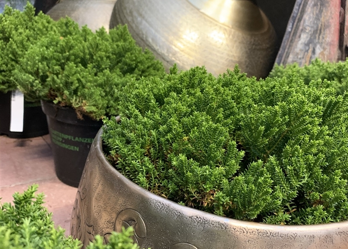 Daepp-Methode für "Balcony Gardening" 