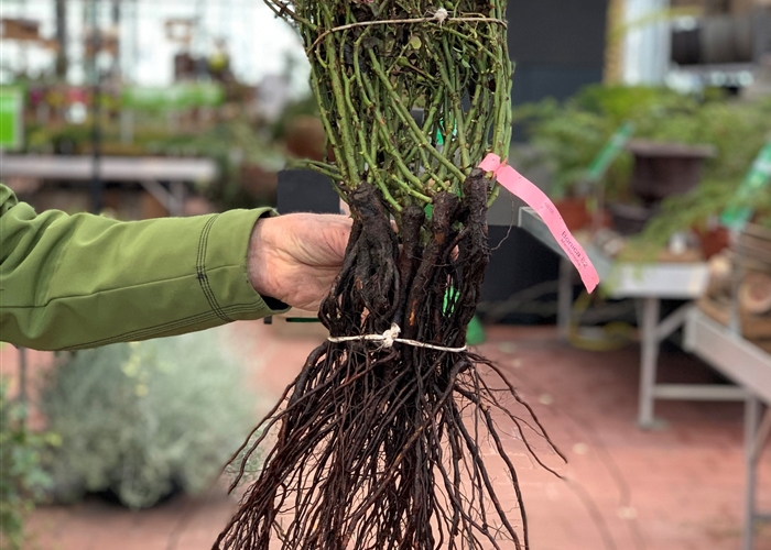 Rosen mit nackten Wurzeln