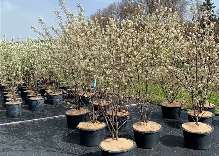 Laub- und Nadelgehölze aus Containern