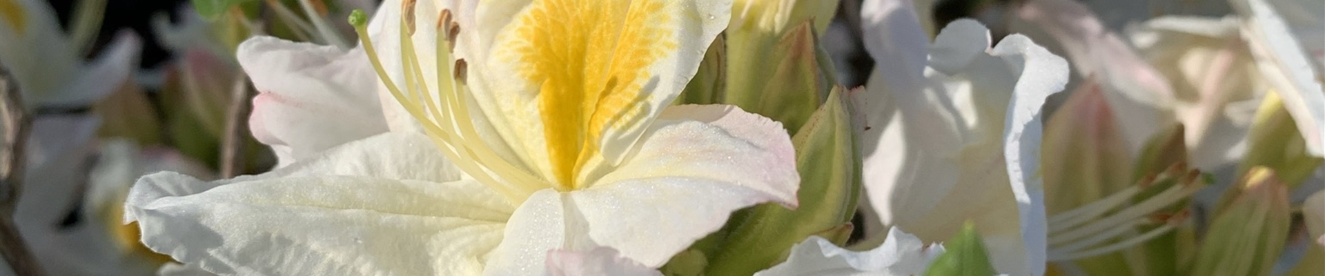 Rhododendron 'Persil' (5)-0-300-1536-1536.JPEG