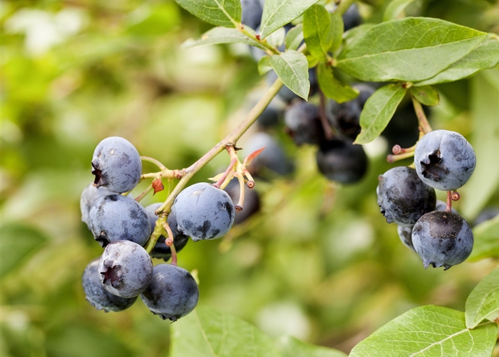 Heidelbeeren und Preiselbeeren