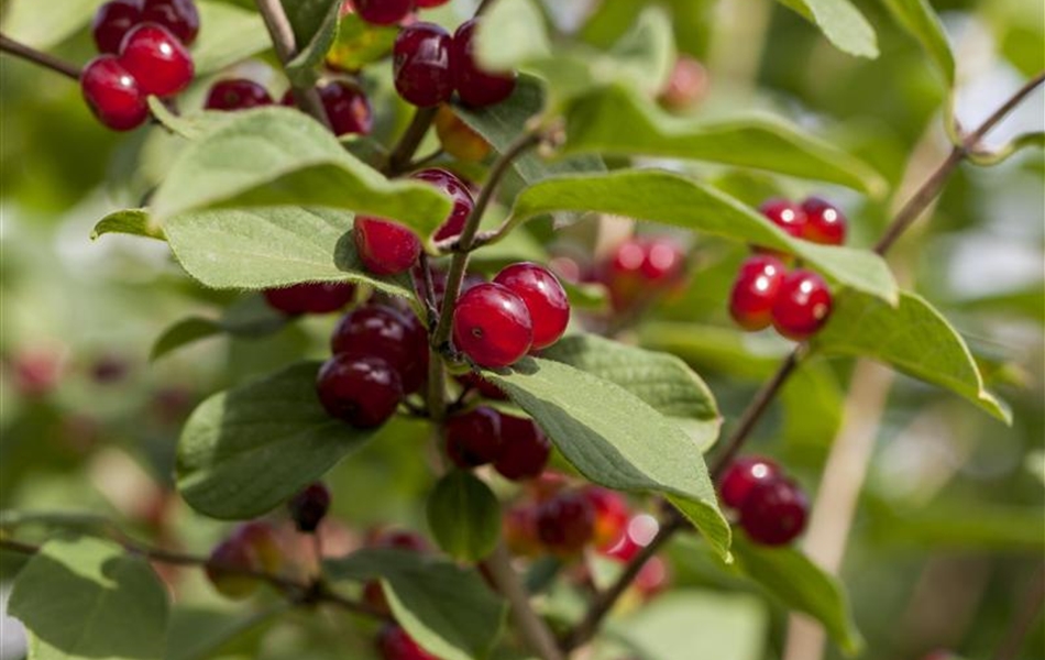 Lonicera xylosteum