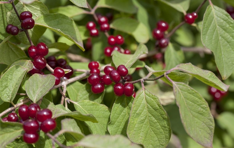 Lonicera xylosteoides (x) 'Clavey's Dwarf'