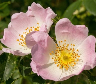 Rosa canina