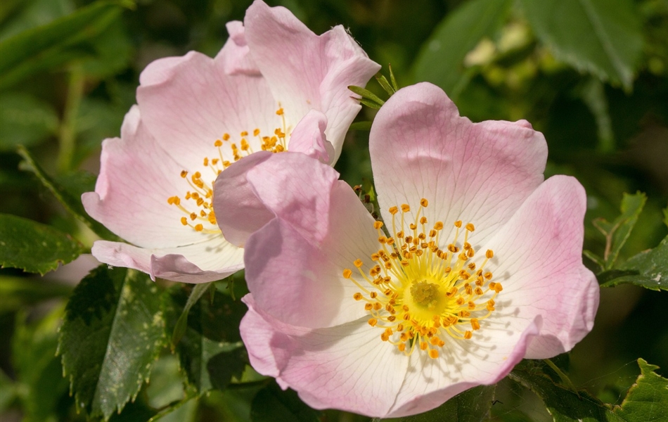 Rosa canina