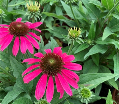 Echinacea purpurea 'Magenta Pearl'