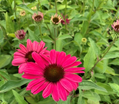 Echinacea purpurea 'Sweet Meadow Mama'