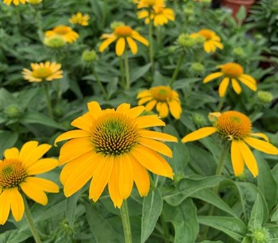 Echinacea purpurea 'Sombrero Lemon Yellow Impr.'