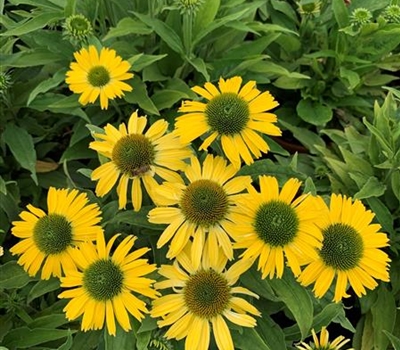 Echinacea purpurea 'Yellow Pearl'