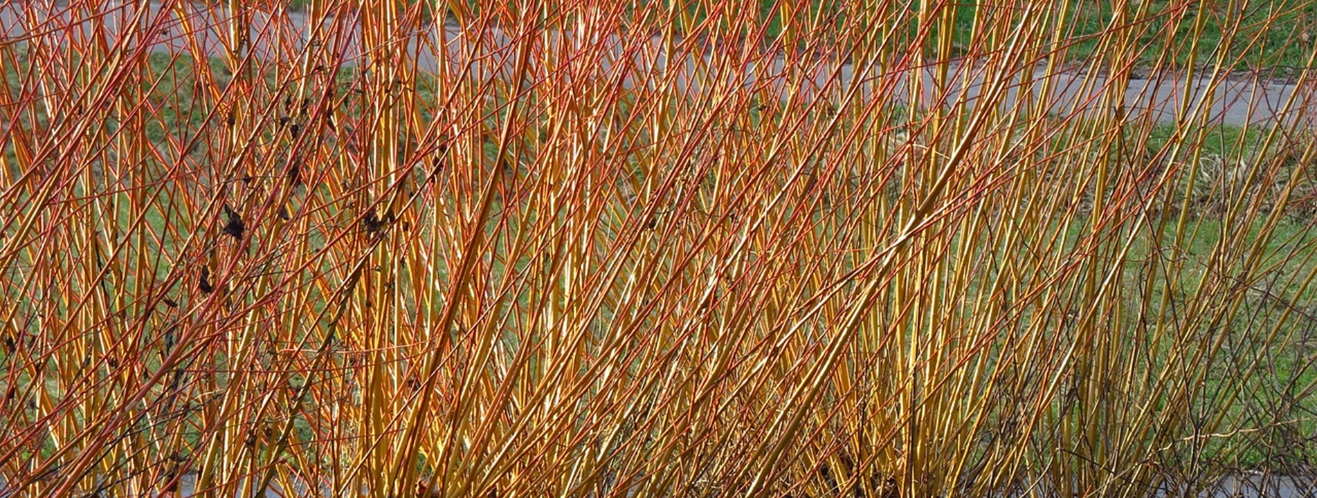 Salix viminalis