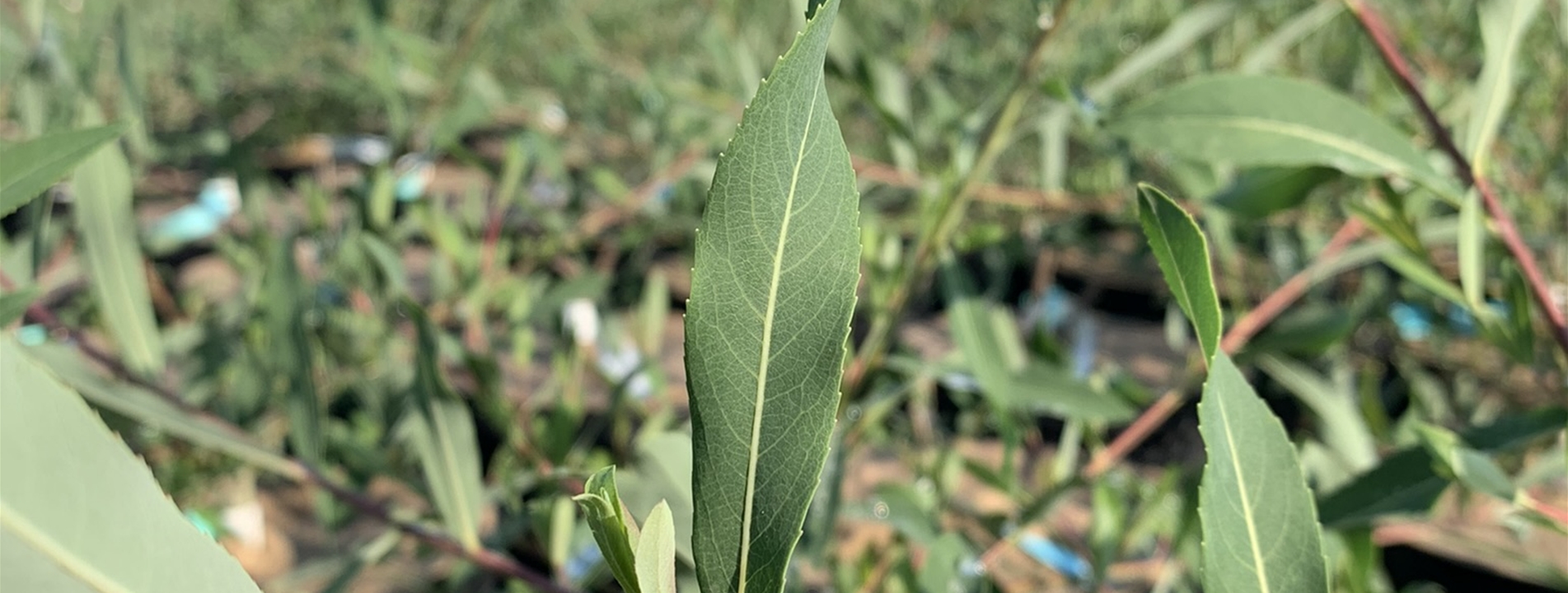 Salix purpurea