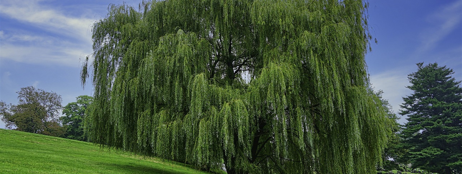 Salix sepulcralis (x) 'Chrysocoma'