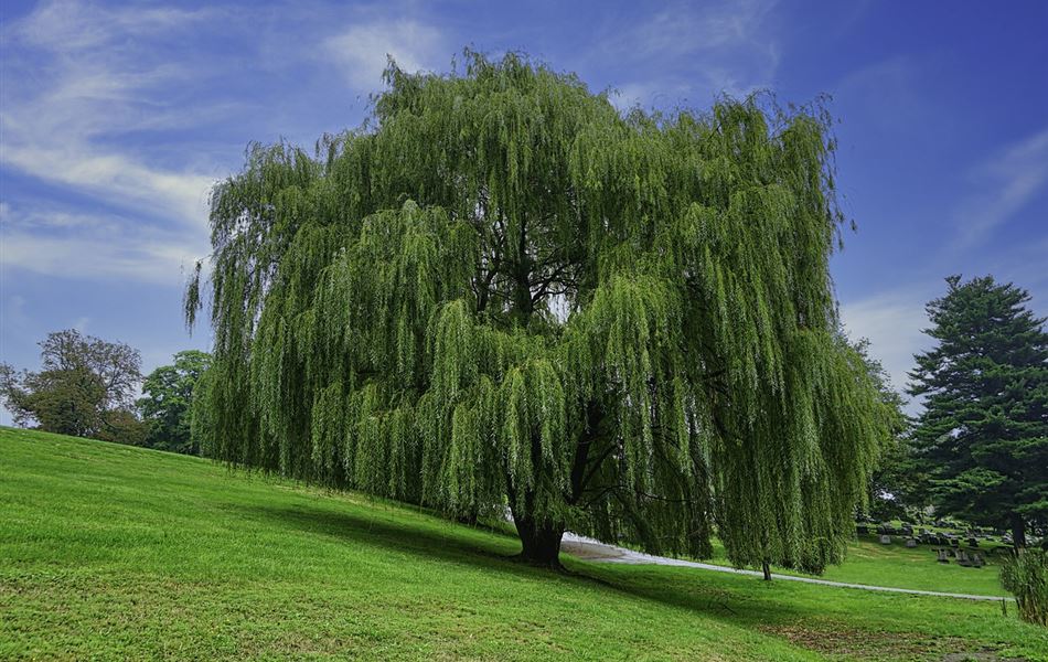 Salix sepulcralis (x) 'Chrysocoma'