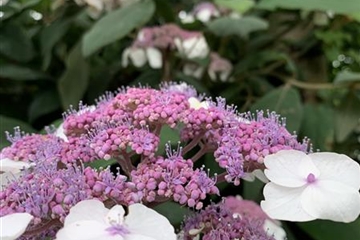 Hydrangea aspera subsp. sargentiana