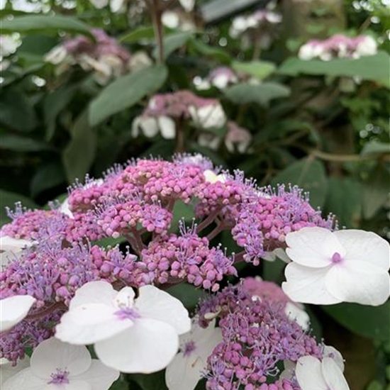 Hydrangea aspera subsp. sargentiana