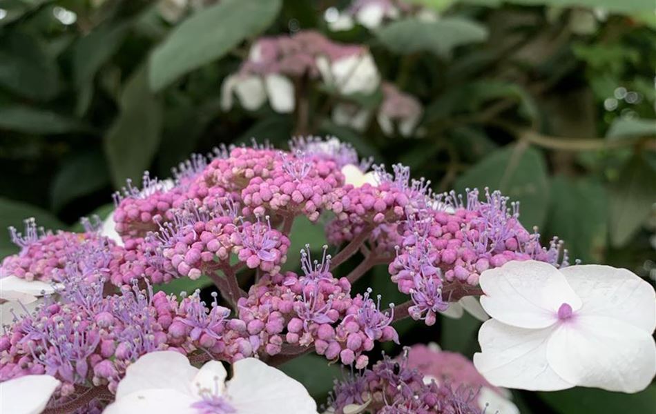 Hydrangea aspera subsp. sargentiana