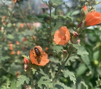 Sphaeralcea ambigua 'Chidderley'