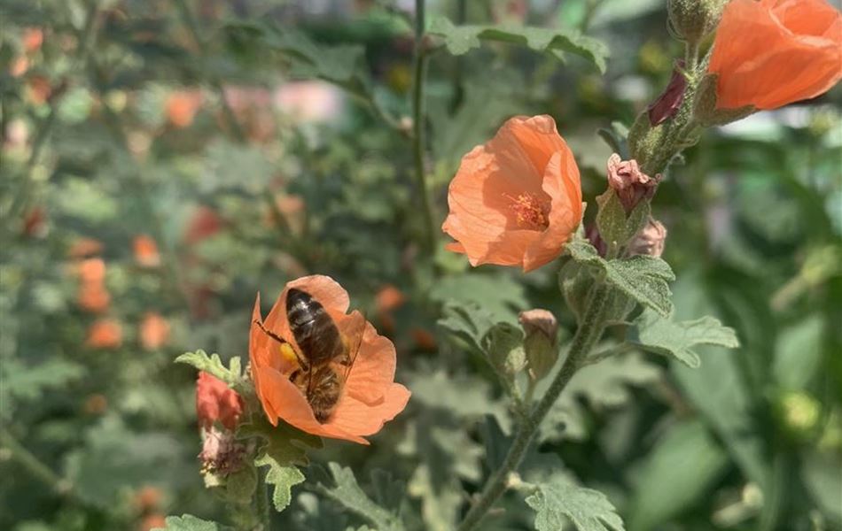 Sphaeralcea ambigua 'Chidderley'