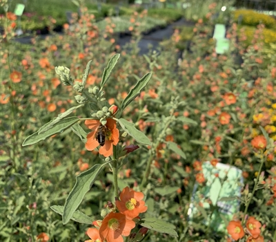 Sphaeralcea incana